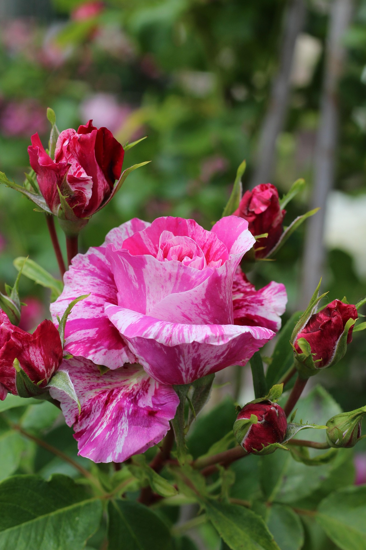 Pink and white flowers growing outdoors